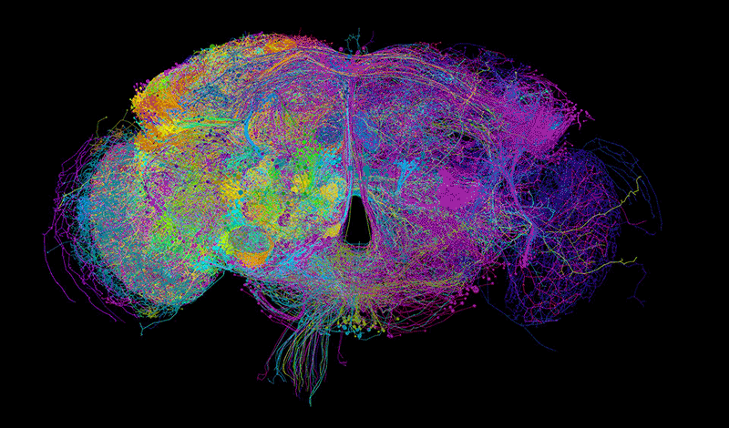 Animated 3D rendering of a fruit fly brain connectome